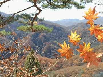 ＂劉伯溫一馬一肖中特期準(zhǔn)＂的：精準(zhǔn)分析實(shí)踐_父母版2.32