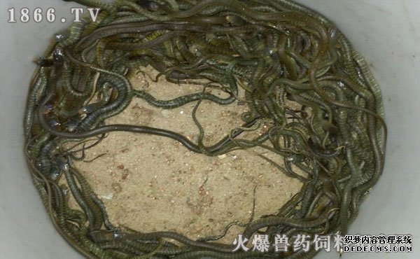 水律蛇養(yǎng)殖新技巧揭秘，高效養(yǎng)殖方法與實用操作指南