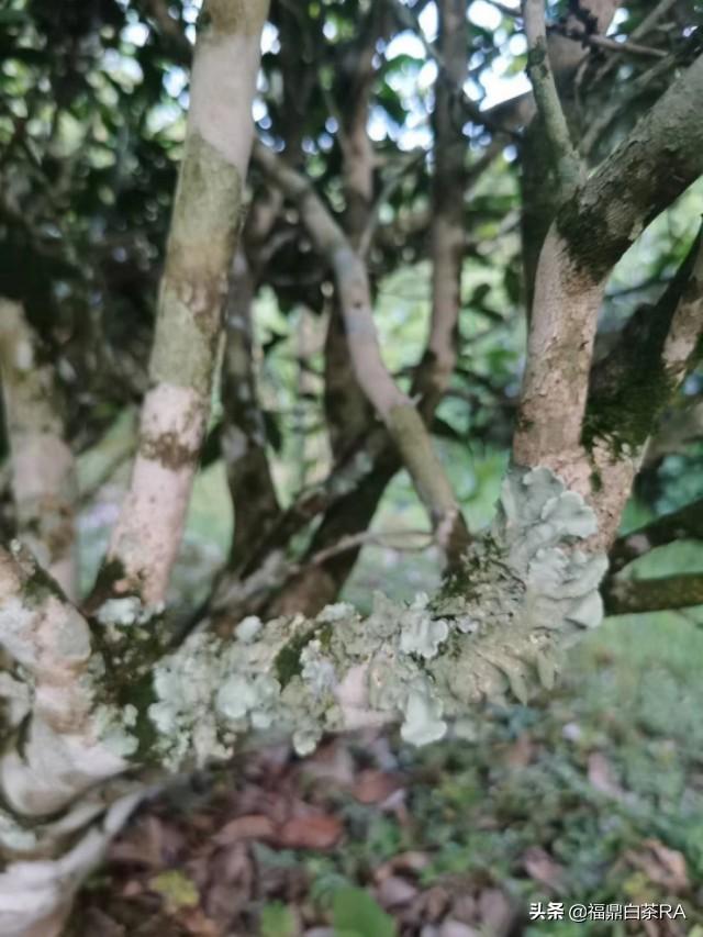 老樅紅茶價格，深度探討歷史背景與地位影響下的價格走勢