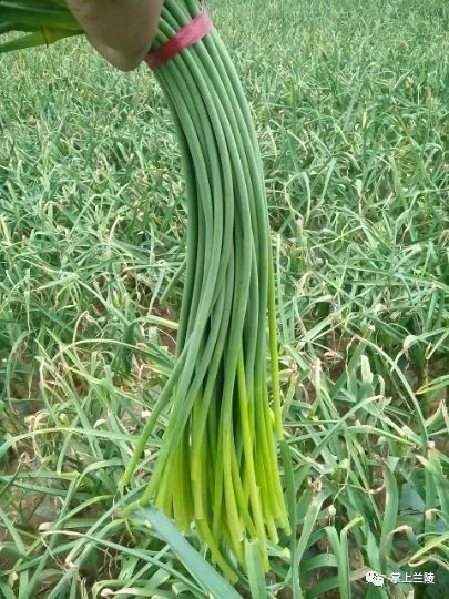 最新蒜苔價(jià)格變動，學(xué)習(xí)中的自信與成就感的源泉