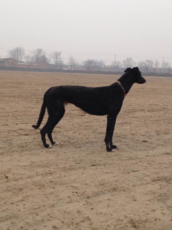 保定格力犬資訊交流貼吧，最新全面的格力犬資訊與互動(dòng)平臺(tái)